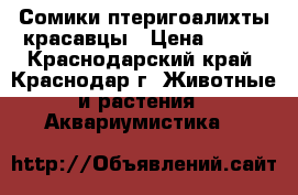 Сомики птеригоалихты красавцы › Цена ­ 850 - Краснодарский край, Краснодар г. Животные и растения » Аквариумистика   